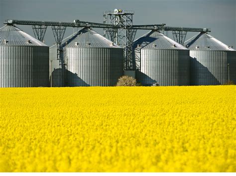 Raffina Rapeseed Oil: Un Tesoro Nascosto per le Bioplastiche e la Produzione di Biodiesel?