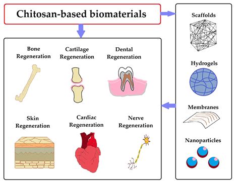  Quaternized Chitosan: Un rivoluzionario biomateriale per applicazioni in ingegneria tissutale e rilascio controllato di farmaci?