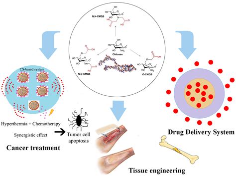  Quaternized Chitosan: Un rivoluzionario biomateriale per l'ingegneria tissutale e la consegna di farmaci!